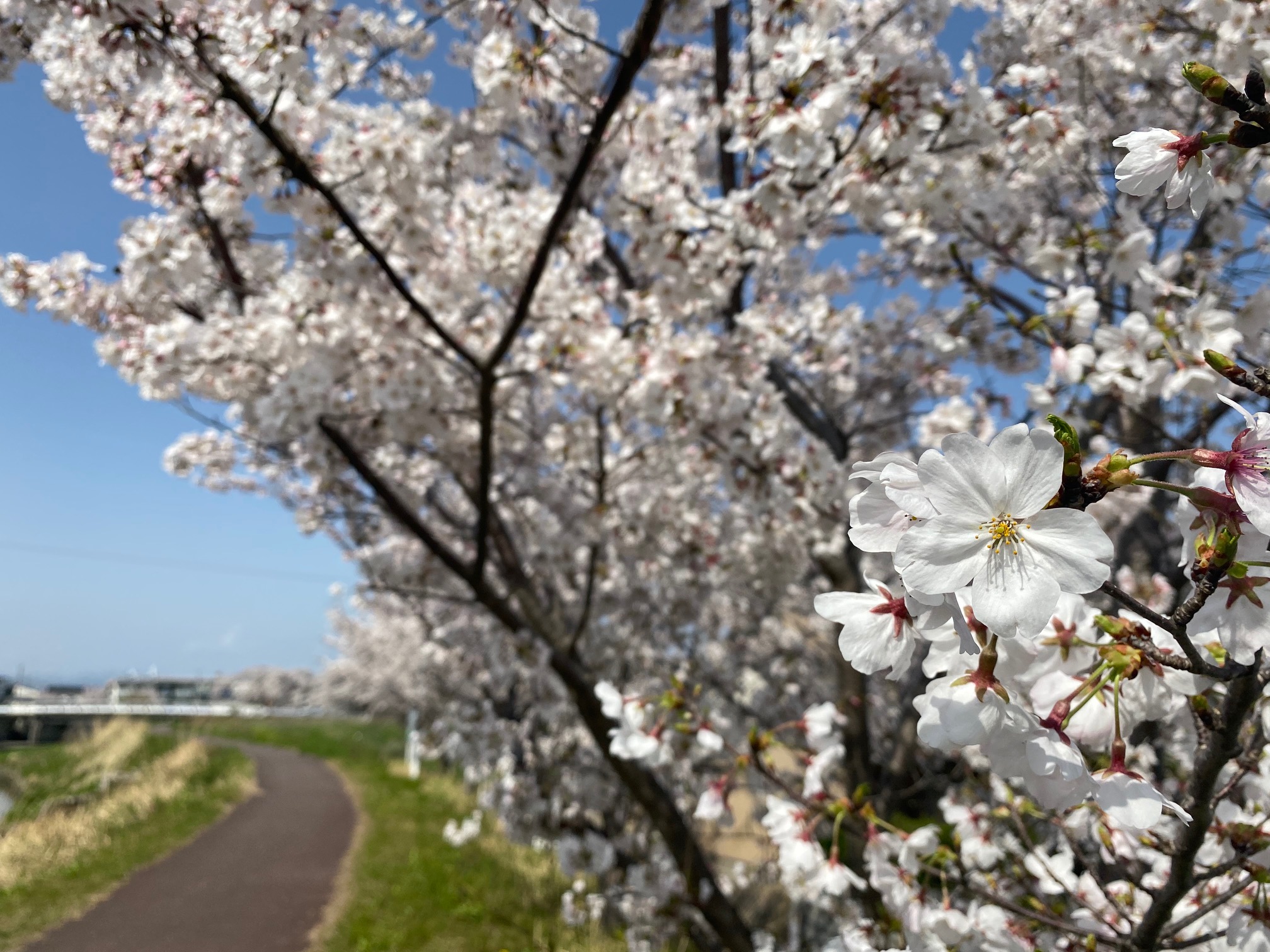 桜🌸